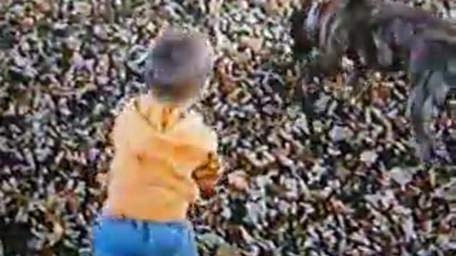 Little Boy Gets Taken Out By Dog In Pile Of Leaves