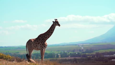 Giraffe in the Wild