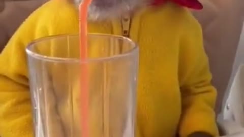 Monkey using straw for drinking fruit juice