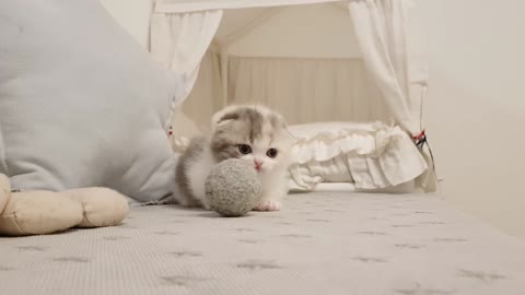 Cute Kitten Short Legged Cat