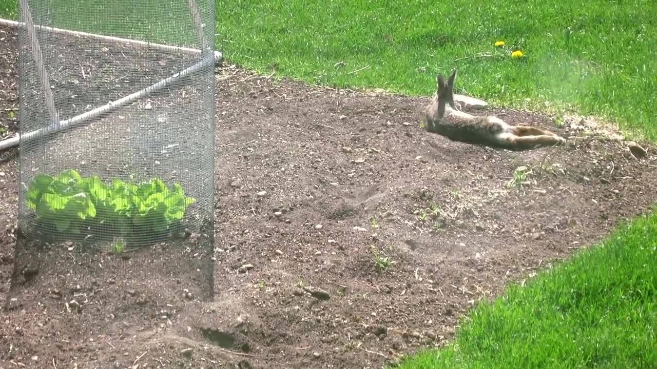 Rabbit taking a dirt bath, see if it's not the cutest thing