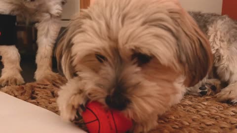 A dog is biting and playing a ball