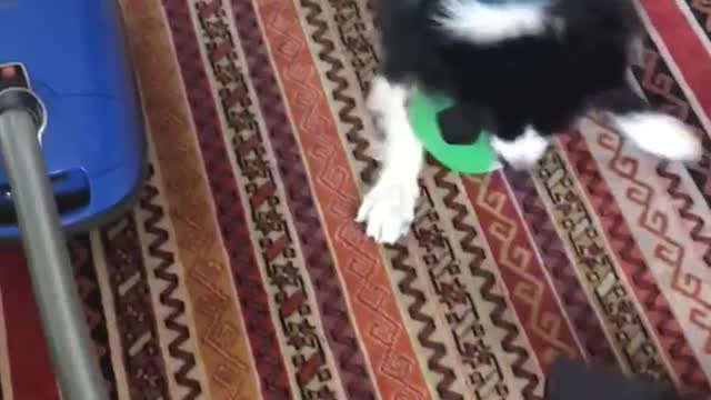 Black dog playing with soccer ball and vacuum