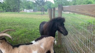 Goat Destiny Dancy and Mini Horse and Dogs 06.2021