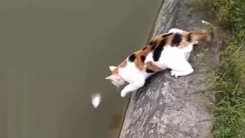 Cat trying to catch a fish.