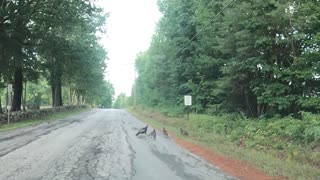 Wild Turkeys