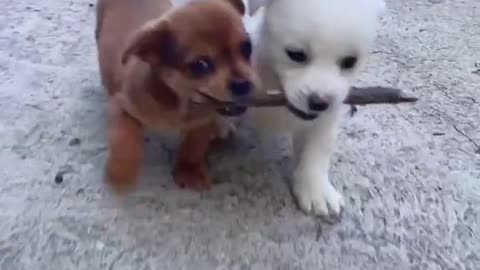 two very cute and adorable dogs