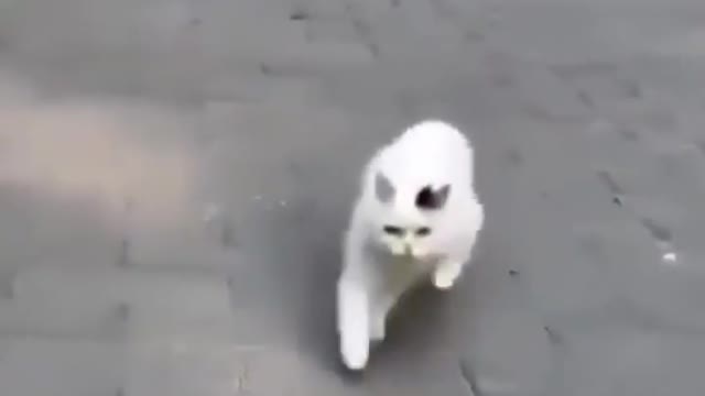 Does your cat walk like this?