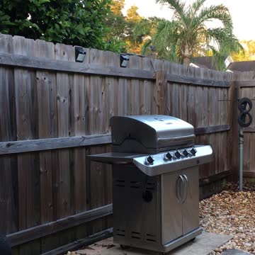 Snake and mocking bird