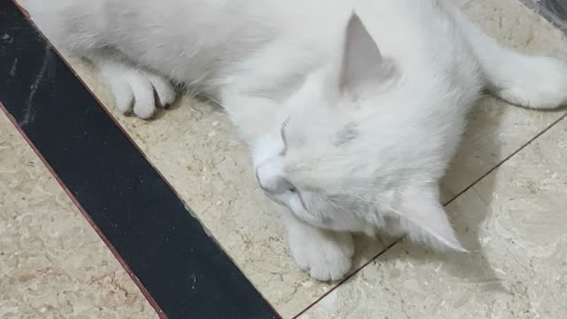 White Cat Sneezing 🤧