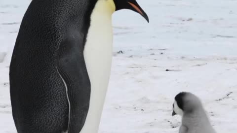 Daddy Penguin😂 In Charge! Too Cute!