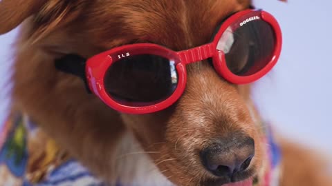 Dog Glasses