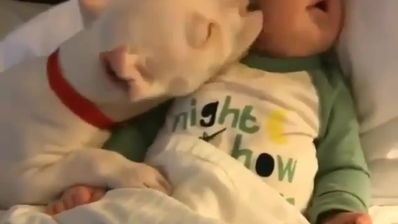 Dog loves baby