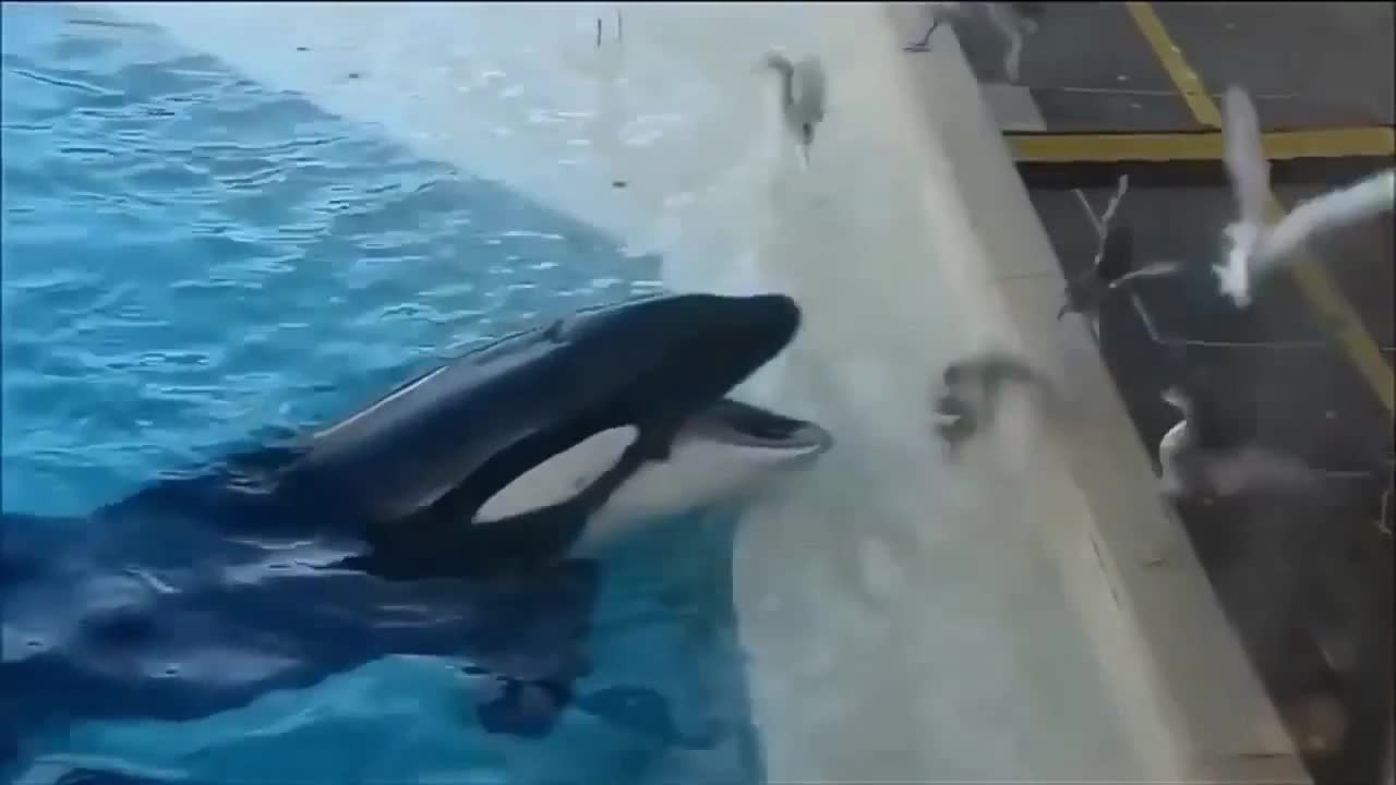 Whale Unexpectedly Attacks And Eats Unaware Bird