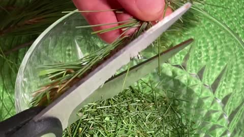 Amazing Pine Needle Tea 5 x The Vitamin C Then Lemons