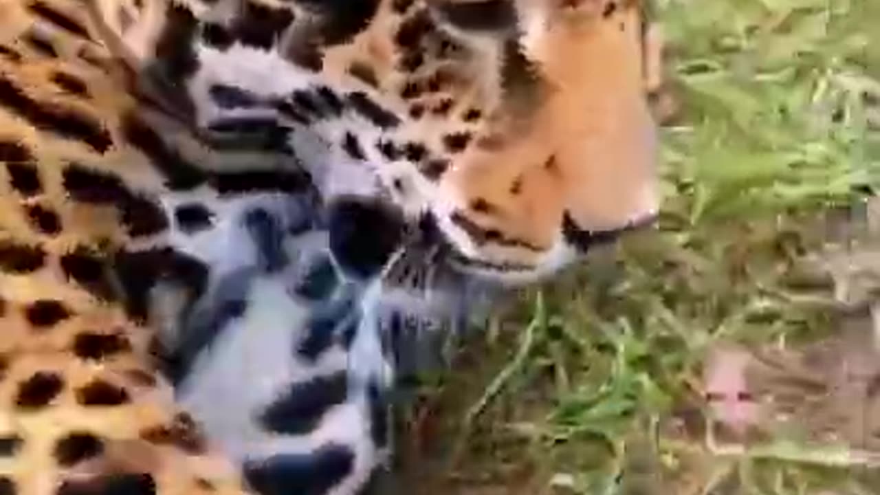 Big Cat Belly Pats! ADORABLE! Lions, Jaguar