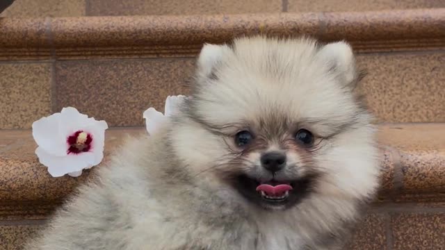 Ultimate Baby Dog-So Cute And Funny Dogs video