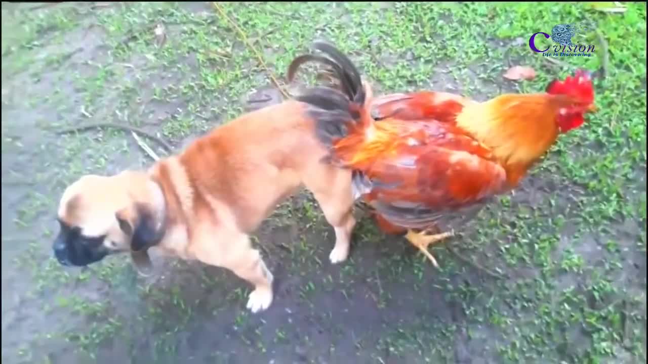 Very Rare Sight of a dog and Chicken