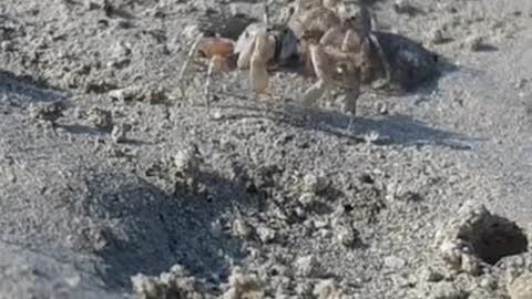 When mr.crab give up