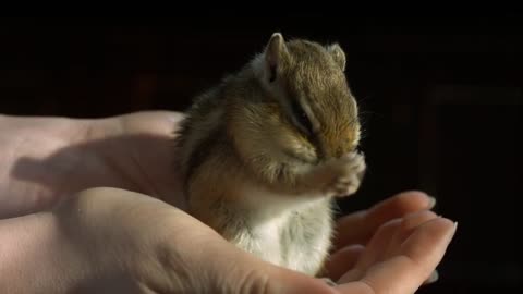 Super Adorable Chipmunk Washing His Face in Slow Motion