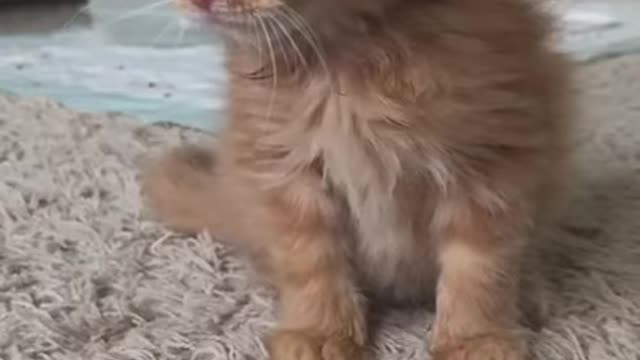 scared kitten video, funny kitten video