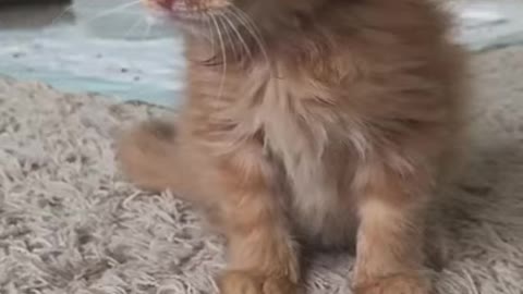 scared kitten video, funny kitten video