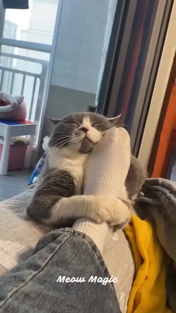 گربه های دوست داشتنی