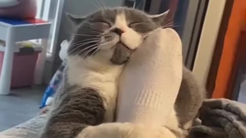 گربه های دوست داشتنی