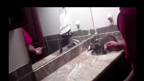 John Cena Cats Video, try not laugh