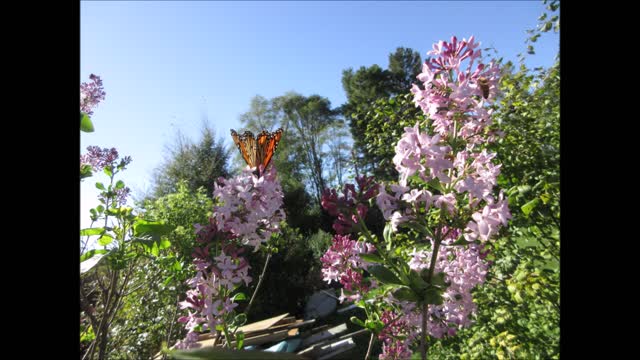 The Sweet Scent of Love Lilac Bush Fall 2021