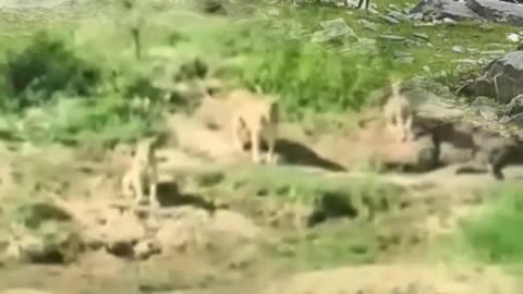 Black Buffalo In African River