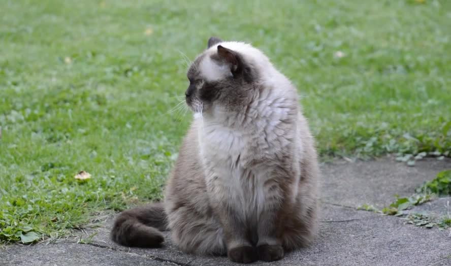 Cat Baby beautiful cut Kitty