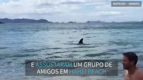 Banhistas fogem de quatro orcas que nadam à beira-mar