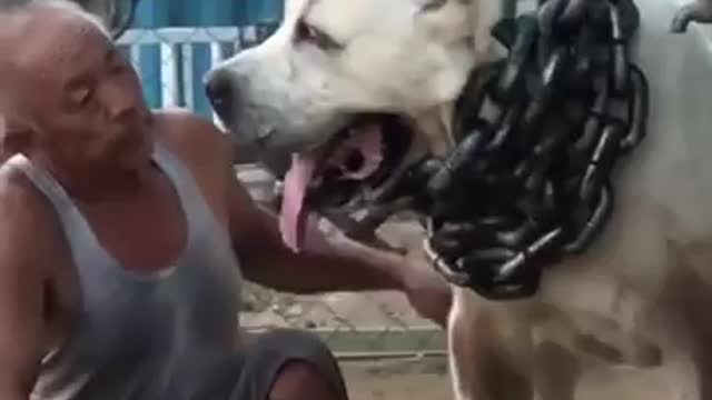 The biggest dog in the world and Its Scary