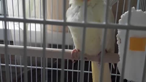 Golden Parrot Goldie