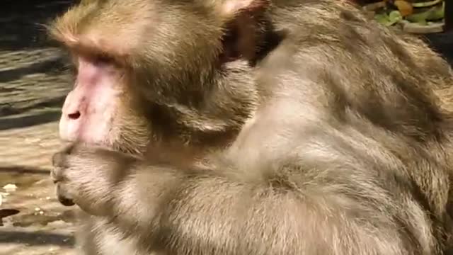 Feeding Monkey 🐒 Funny videos