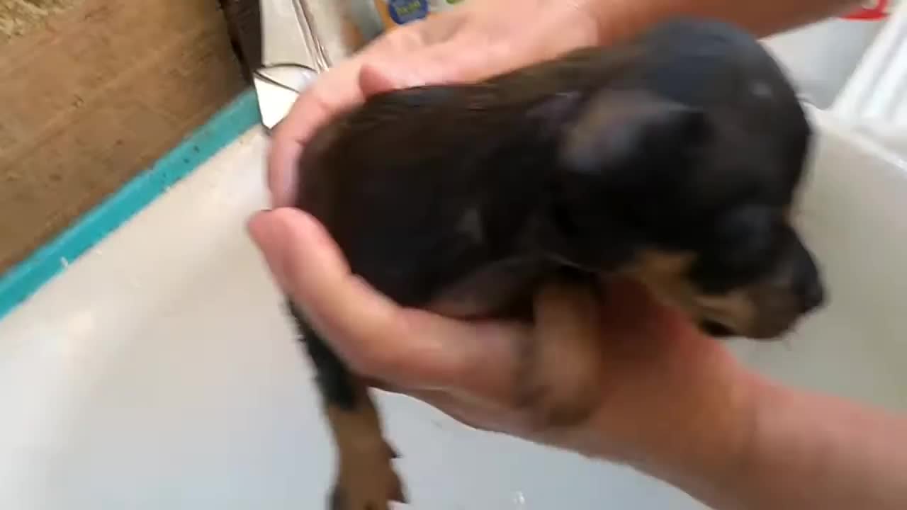 Pinscher puppy taking its first bath and crying