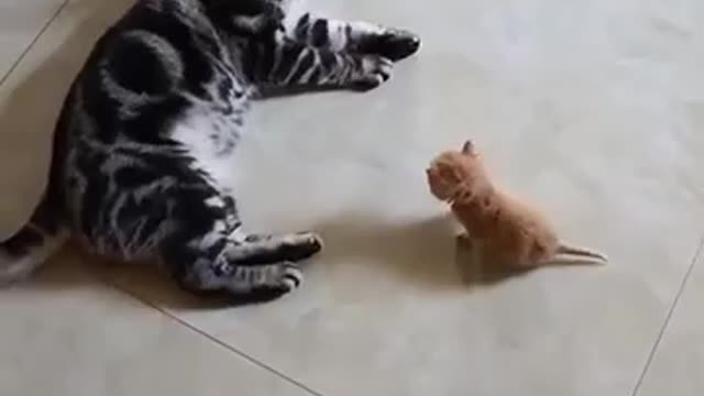 Father cat was angry with his son