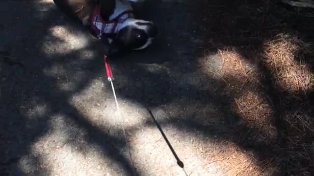 Dog getting dragged by a leash and refusing to walk