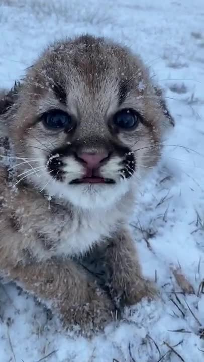Dogs And Cats Play In Snow - Funny Pets Reaction | Pets Town