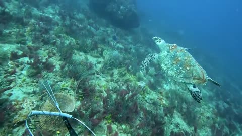 Hawksbill Turtle Leads me Astray