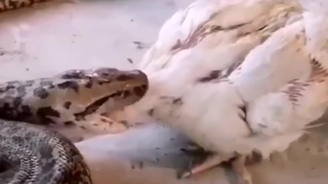Feeding giant Pythons.
