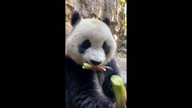 Adorable Giant Panda Eating Bamboo Shoots