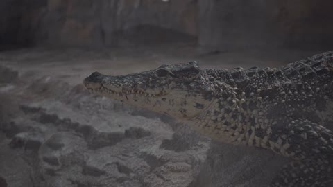 The crocodile lies with a gaping mouth