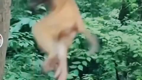 Dogs funny video