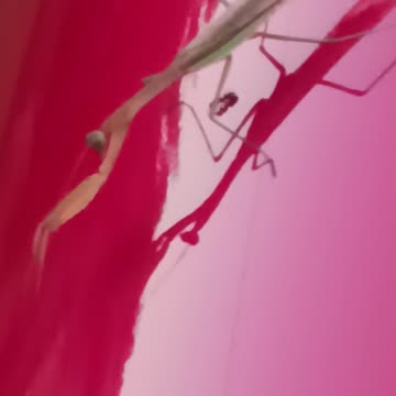 Praying Mantis.