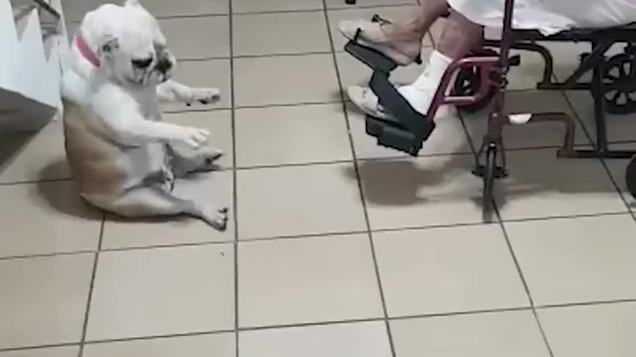 Hilarious Dog Dances As Grandma Sings!