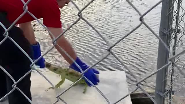 Iguana Breaks into Florida House