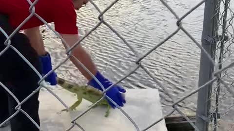 Iguana Breaks into Florida House