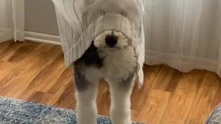 Sheepdog isn't very good at hide-and-seek